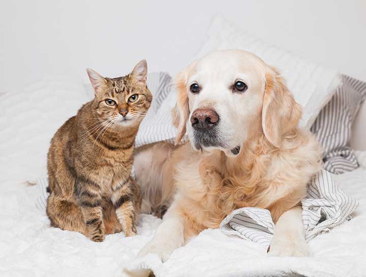 Dog & Cat Exams | Rockville Veterinary Care